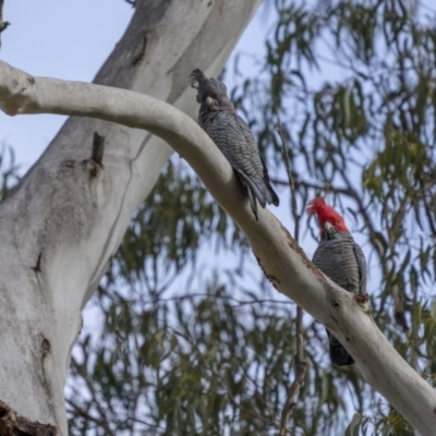 Callocephalon fimbriatum (Gang-gang Cockatoo) at Krawarree, NSW - 2 Aug 2023 by trevsci