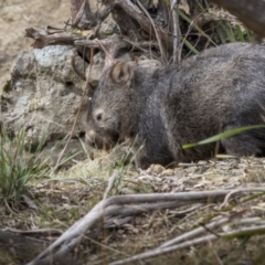 Vombatus ursinus (Common wombat, Bare-nosed Wombat) at Berlang, NSW - 2 Aug 2023 by trevsci