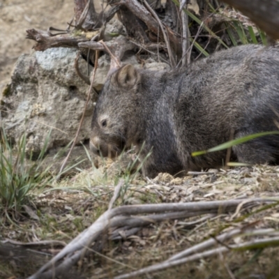 Vombatus ursinus (Common wombat, Bare-nosed Wombat) at QPRC LGA - 2 Aug 2023 by trevsci