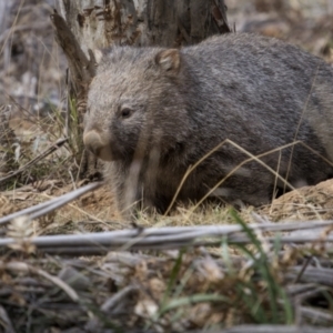 Vombatus ursinus at Berlang, NSW - 2 Aug 2023