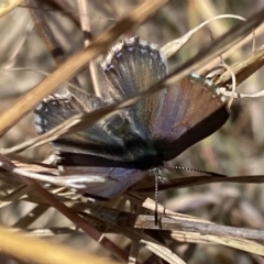 Paralucia spinifera (Bathurst or Purple Copper Butterfly) at Namadgi National Park - 31 Jul 2023 by RAllen