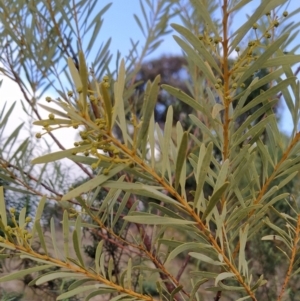 Acacia decora at Fadden, ACT - 2 Aug 2023