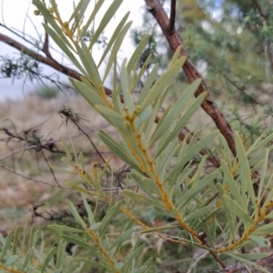 Acacia decora at Fadden, ACT - 2 Aug 2023