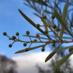 Acacia decora at Fadden, ACT - 2 Aug 2023