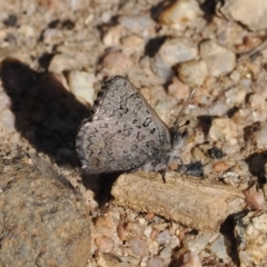 Paralucia spinifera (Bathurst or Purple Copper Butterfly) at Rendezvous Creek, ACT - 31 Jul 2023 by RAllen