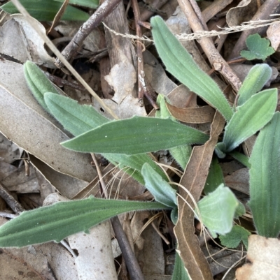 Plantago varia (Native Plaintain) at Belconnen, ACT - 2 Aug 2023 by JohnGiacon