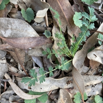 Acaena sp. (A Sheep's Burr) at Flea Bog Flat to Emu Creek Corridor - 2 Aug 2023 by JohnGiacon