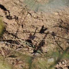 Paralucia spinifera (Bathurst or Purple Copper Butterfly) at Namadgi National Park - 31 Jul 2023 by RAllen