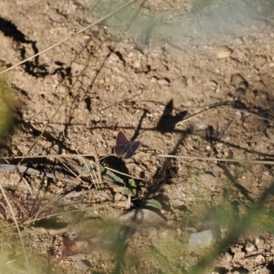 Paralucia crosbyi (Violet Copper Butterfly) at Rendezvous Creek, ACT - 31 Jul 2023 by RAllen