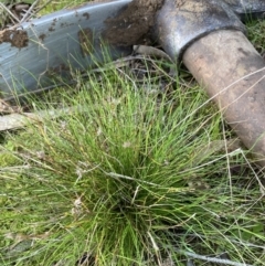 Schoenus apogon (Common Bog Sedge) at Belconnen, ACT - 2 Aug 2023 by JohnGiacon