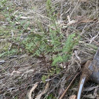 Cheilanthes sieberi subsp. sieberi (Narrow Rock Fern) at Flea Bog Flat to Emu Creek Corridor - 2 Aug 2023 by JohnGiacon
