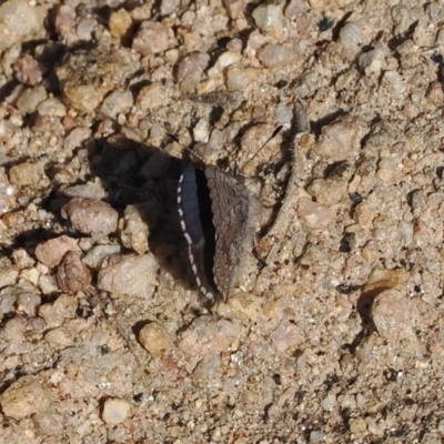 Paralucia spinifera (Bathurst or Purple Copper Butterfly) at Rendezvous Creek, ACT - 31 Jul 2023 by RAllen