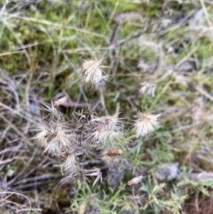 Vittadinia muelleri (Narrow-leafed New Holland Daisy) at Belconnen, ACT - 2 Aug 2023 by JohnGiacon