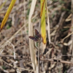 Paralucia spinifera (Bathurst or Purple Copper Butterfly) at Namadgi National Park - 31 Jul 2023 by RAllen