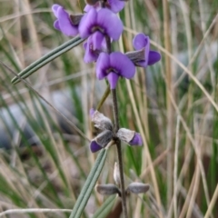 Hovea heterophylla (Common Hovea) at Yass River, NSW - 2 Aug 2023 by 120Acres