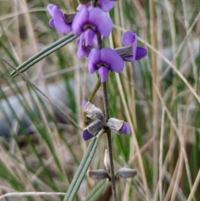 Hovea heterophylla (Common Hovea) by 120Acres