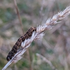 Noctuidae unclassified IMMATURE moth (Immature Noctuidae Moth) at Page, ACT - 2 Aug 2023 by CattleDog