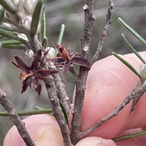 Bertya rosmarinifolia at Greenway, ACT - 2 Aug 2023