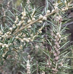 Bertya rosmarinifolia at Greenway, ACT - 2 Aug 2023 10:42 AM