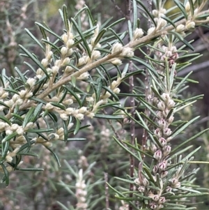 Bertya rosmarinifolia at Greenway, ACT - 2 Aug 2023