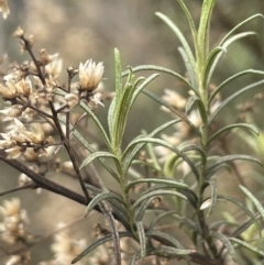 Cassinia quinquefaria (Rosemary Cassinia) at Greenway, ACT - 2 Aug 2023 by JaneR