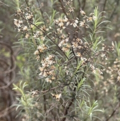 Cassinia quinquefaria at Greenway, ACT - 2 Aug 2023