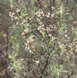 Cassinia quinquefaria at Greenway, ACT - 2 Aug 2023 09:56 AM