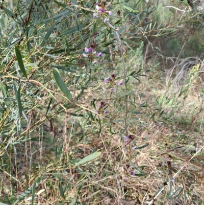 Glycine clandestina (Twining Glycine) at Tuggeranong, ACT - 2 Aug 2023 by LPadg