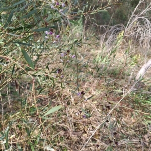 Glycine clandestina at Tuggeranong, ACT - 2 Aug 2023 01:57 PM