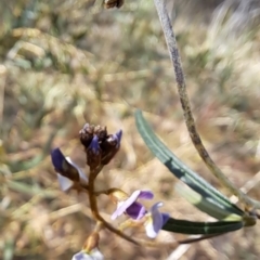 Glycine clandestina at Tuggeranong, ACT - 2 Aug 2023