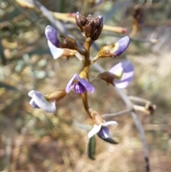 Glycine clandestina at Tuggeranong, ACT - 2 Aug 2023 01:57 PM