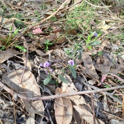 Hovea heterophylla (Common Hovea) at Tuggeranong, ACT - 2 Aug 2023 by LPadg