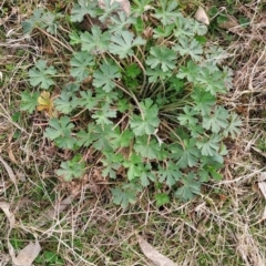 Geranium solanderi var. solanderi (Native Geranium) at Tuggeranong, ACT - 2 Aug 2023 by LPadg