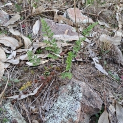 Cheilanthes sieberi subsp. sieberi (Narrow Rock Fern) at Wanniassa Hill - 2 Aug 2023 by LPadg