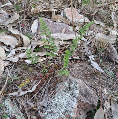 Cheilanthes sieberi subsp. sieberi (Mulga Rock Fern) at Wanniassa Hill - 2 Aug 2023 by LPadg