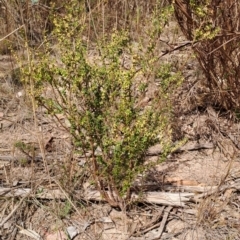 Leucopogon fletcheri subsp. brevisepalus (Twin Flower Beard-Heath) at Tuggeranong, ACT - 2 Aug 2023 by LPadg