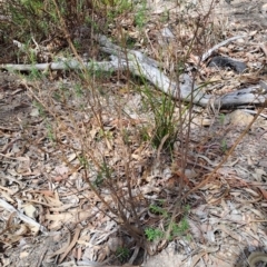 Cassinia quinquefaria (Rosemary Cassinia) at Tuggeranong, ACT - 2 Aug 2023 by LPadg