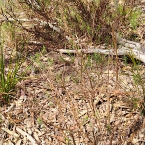 Cassinia quinquefaria at Tuggeranong, ACT - 2 Aug 2023