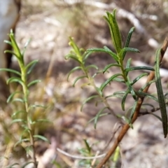 Cassinia quinquefaria at Tuggeranong, ACT - 2 Aug 2023