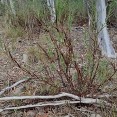 Stypandra glauca (Nodding Blue Lily) at Wanniassa Hill - 2 Aug 2023 by LPadg