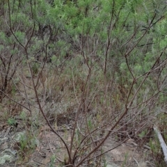 Cassinia longifolia (Shiny Cassinia, Cauliflower Bush) at Wanniassa Hill - 2 Aug 2023 by LPadg