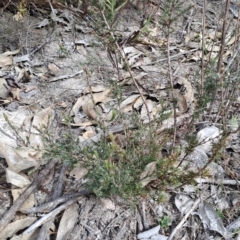 Dillwynia sericea (Egg And Bacon Peas) at Tuggeranong, ACT - 2 Aug 2023 by LPadg