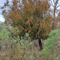 Exocarpos cupressiformis (Cherry Ballart) at Tuggeranong, ACT - 2 Aug 2023 by LPadg