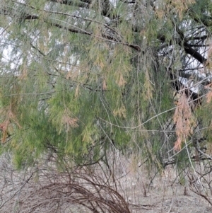 Exocarpos cupressiformis at Tuggeranong, ACT - 2 Aug 2023