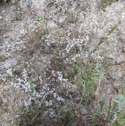 Leucopogon attenuatus (Small-leaved Beard Heath) at Wanniassa Hill - 2 Aug 2023 by LPadg