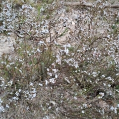 Leucopogon attenuatus at Tuggeranong, ACT - 2 Aug 2023