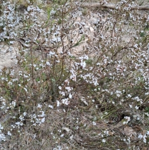 Styphelia attenuata at Tuggeranong, ACT - 2 Aug 2023