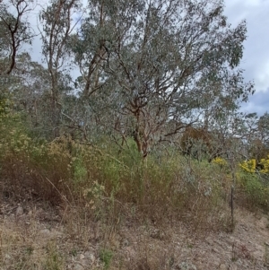 Eucalyptus polyanthemos subsp. polyanthemos at Tuggeranong, ACT - 2 Aug 2023 01:02 PM