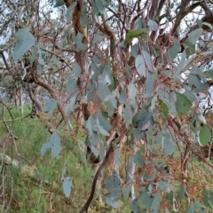 Eucalyptus polyanthemos subsp. polyanthemos at Tuggeranong, ACT - 2 Aug 2023 01:02 PM