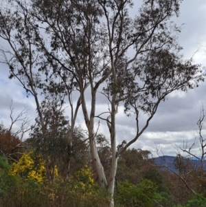 Eucalyptus rossii at Wanniassa Hill - 2 Aug 2023 01:00 PM